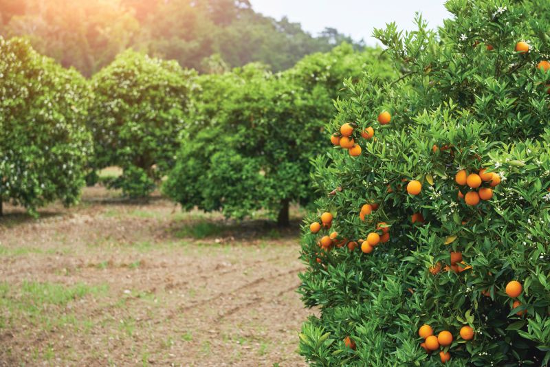 Citrus, by far the largest commodity, shipped 2.8 million tons in 2023.