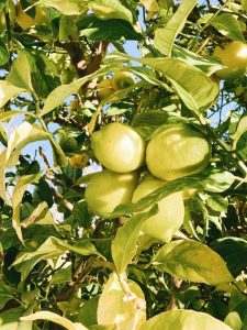 Agriculture has actively pursued export market expansion.