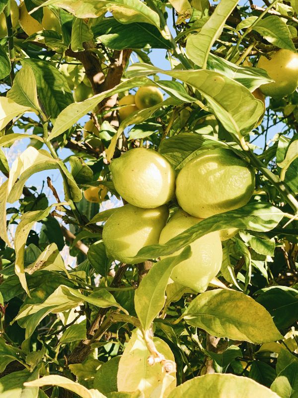 Citrus1