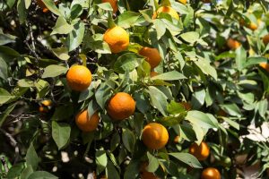 Citrus production in the Cape.