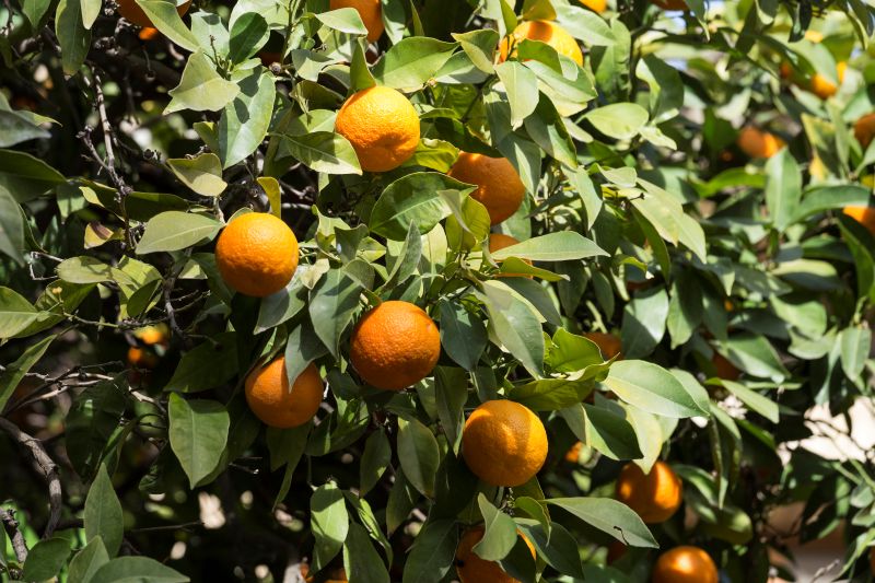 Citrus3
