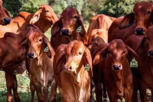 Refrigeration is one of the key foundations of future export growth and food system resilience.