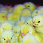 How advanced environmental control is transforming hatcheries in SA