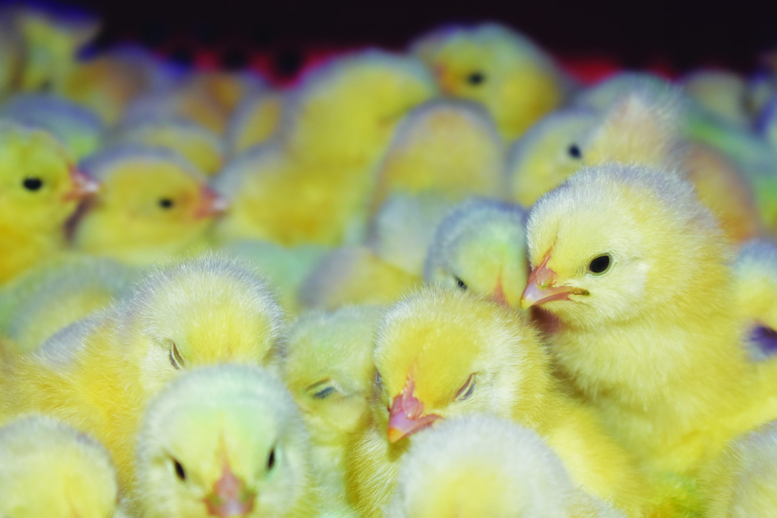 Chicks