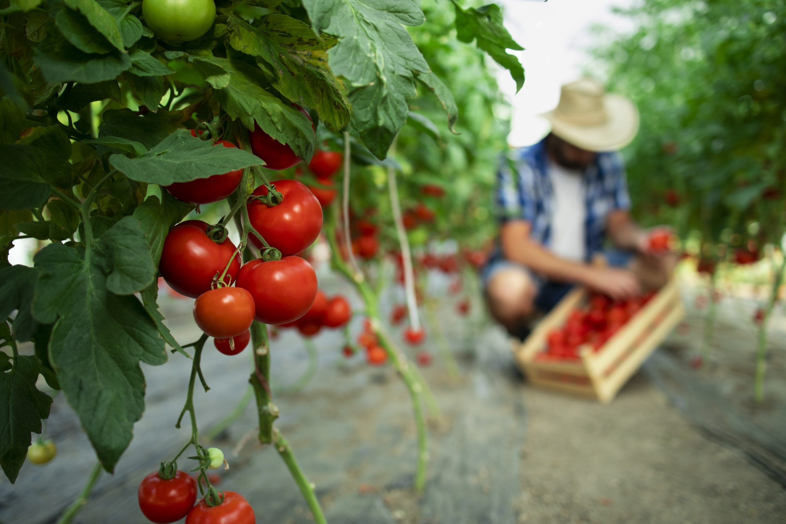 Organic food farm.