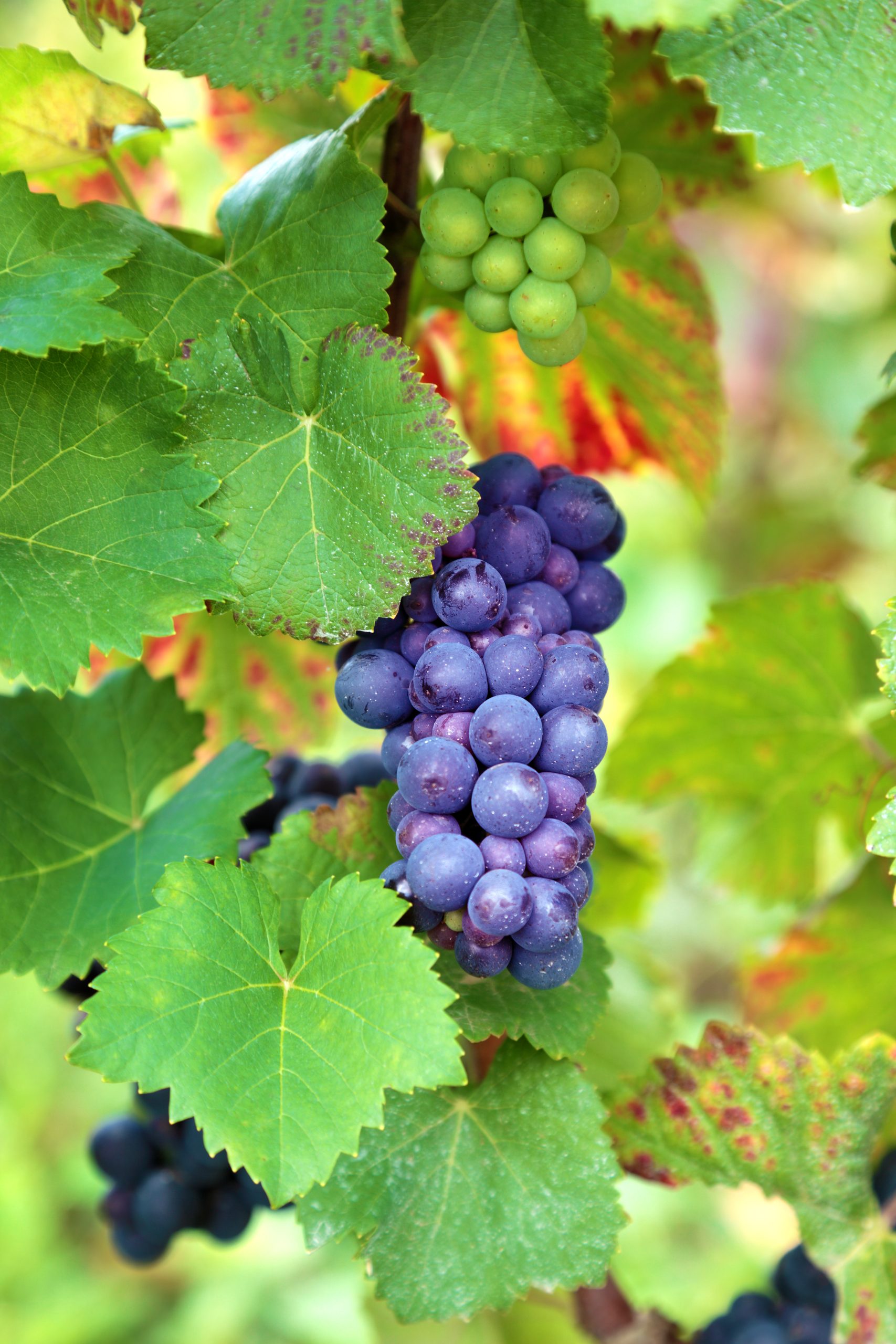 Red wine grapes growing in a vineyard