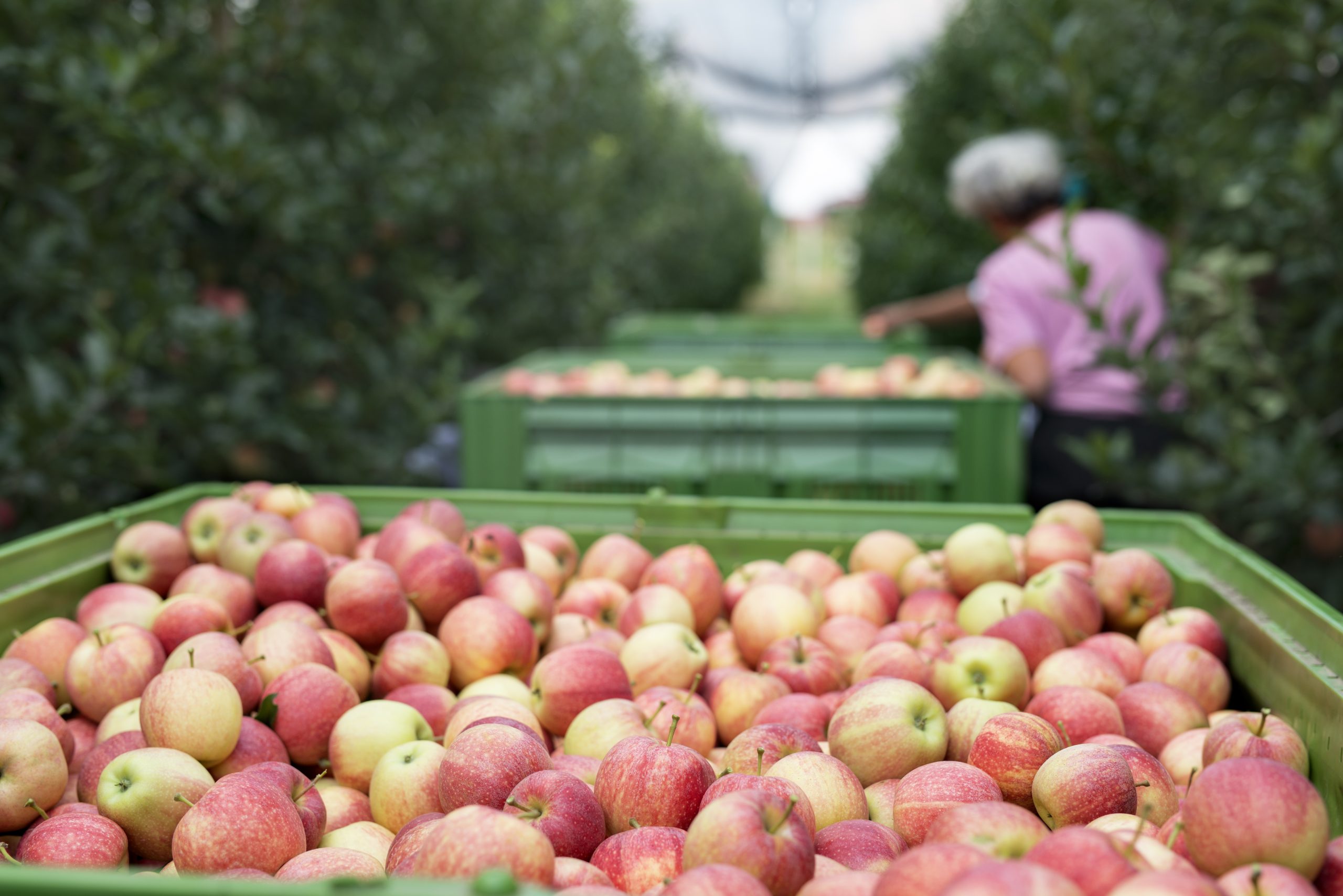 People working in an apple orchard picking fruit and placing them into basket.